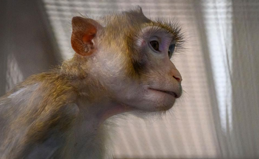 Des singes de laboratoire s'échappent d'un camion lors d'un accident 4 Des singes de laboratoire s'échappent d'un camion lors d'un accident Capture decran 2025 10 29 190132