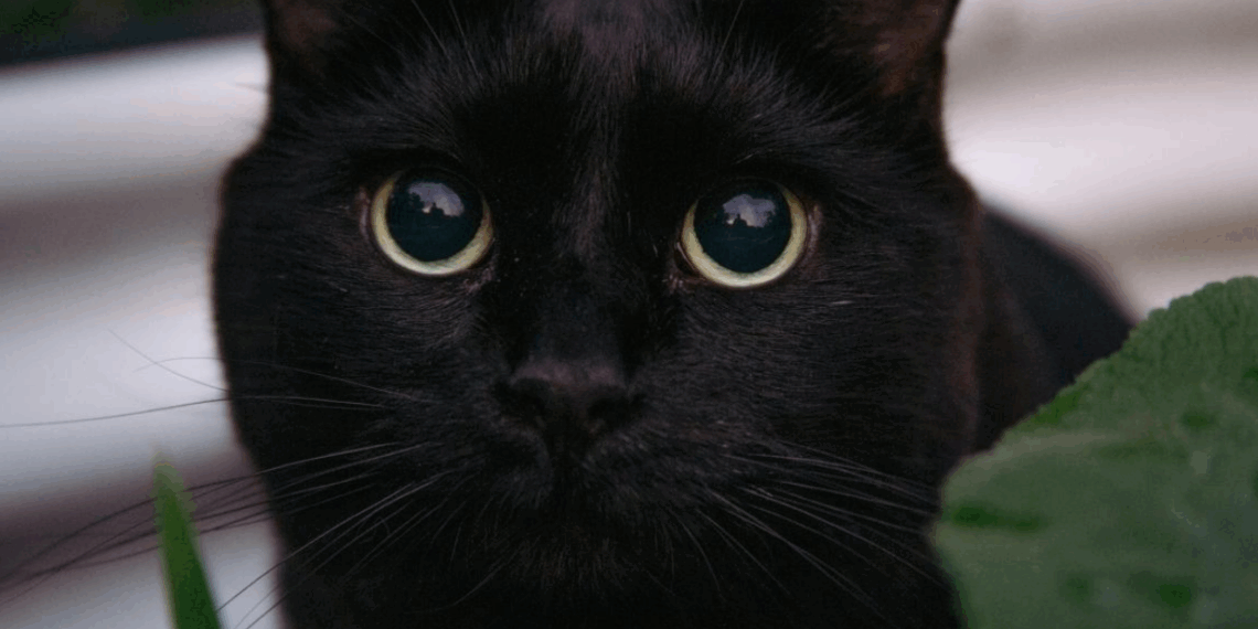 À l’approche d’Halloween, cette commune décide d’interdire l’adoption de chats noirs