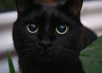 À l’approche d’Halloween, cette commune décide d’interdire l’adoption de chats noirs