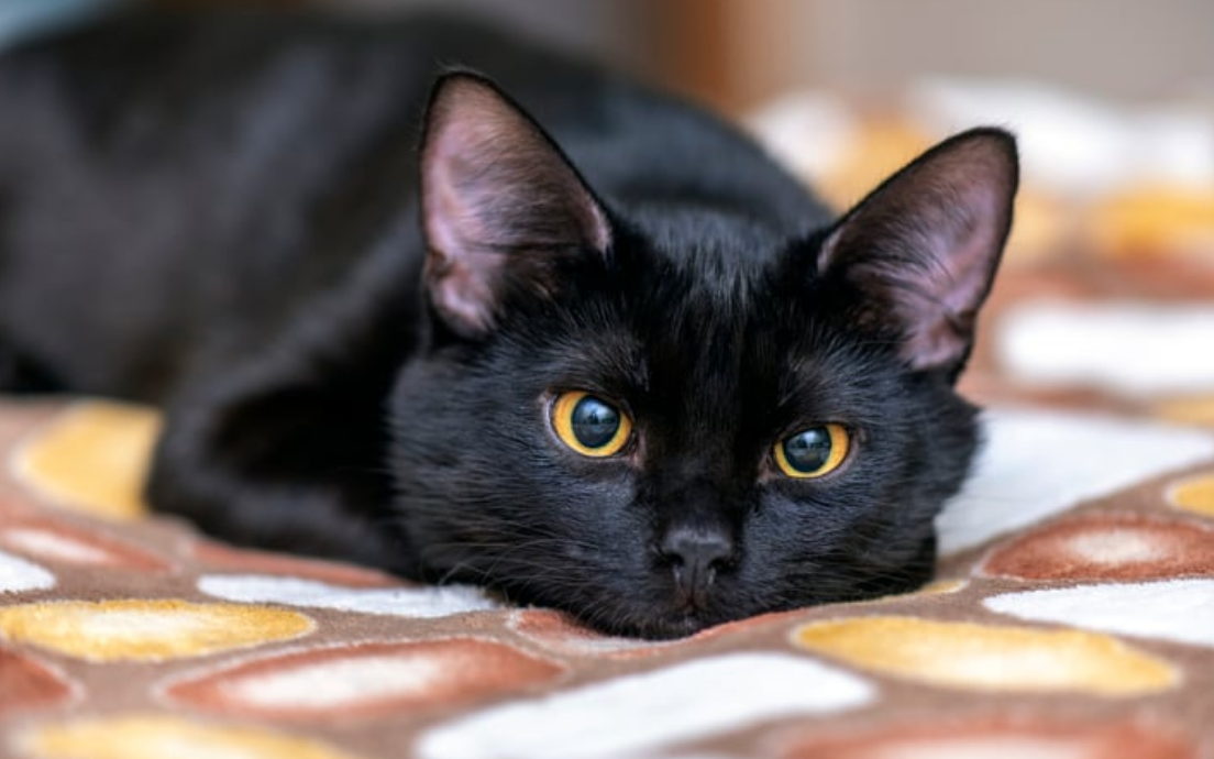 Capture decran 2025 11 03 111501