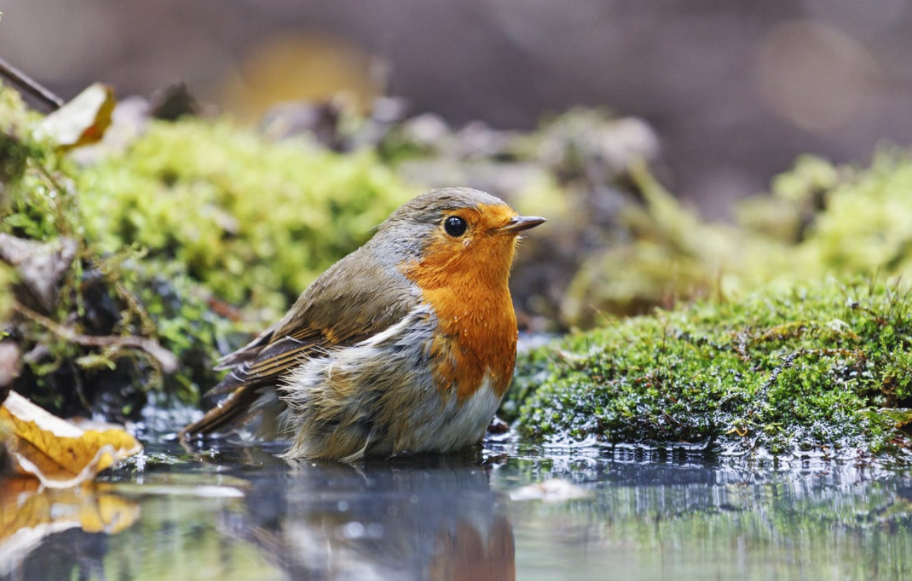 Capture decran 2025 11 12 115749