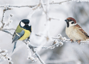 Si vous voulez sauver les oiseaux cet hiver, procurez-vous cet objet simple que les sportifs connaissent bien 8 Si vous voulez sauver les oiseaux cet hiver, procurez-vous cet objet simple que les sportifs connaissent bien Si vous voulez sauver les oiseaux cet hiver, procurez-vous cet objet simple que les sportifs connaissent bien