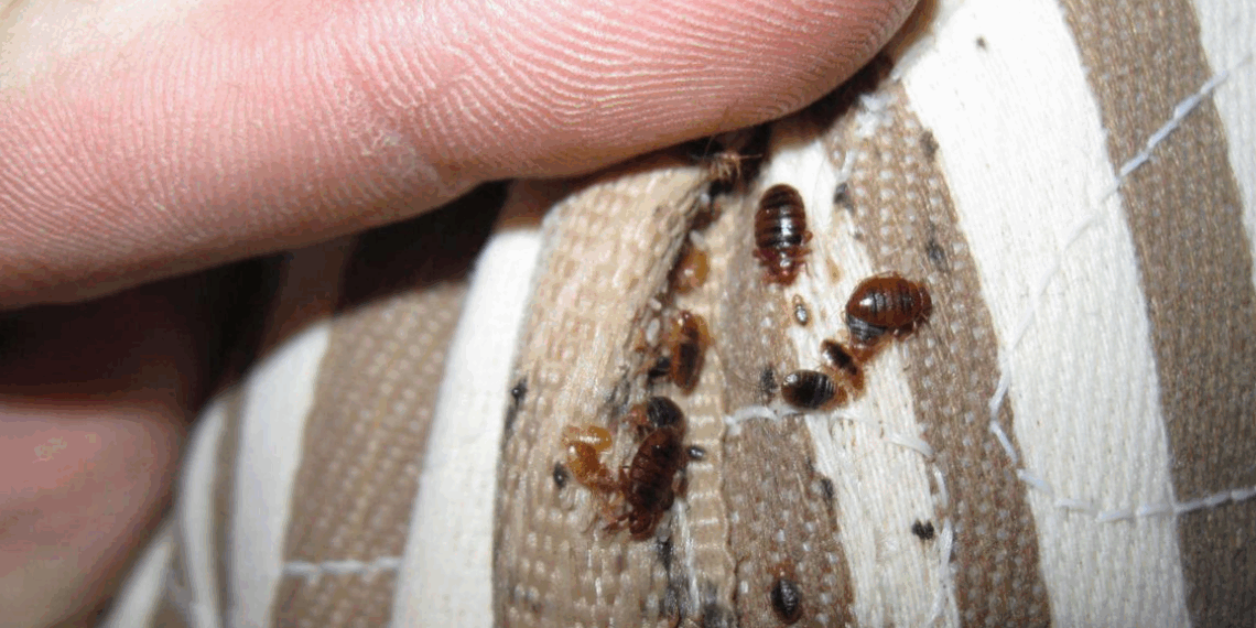 Invasion de punaises de lit à Paris : « Totalement bouffée », à 76 ans, cette actrice culte vit un cauchemar