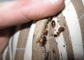 Invasion de punaises de lit à Paris : "Totalement bouffée", à 76 ans, cette actrice culte vit un cauchemar 17 Invasion de punaises de lit à Paris : "Totalement bouffée", à 76 ans, cette actrice culte vit un cauchemar Invasion de punaises de lit à Paris : « Totalement bouffée », à 76 ans, cette actrice culte vit un cauchemar