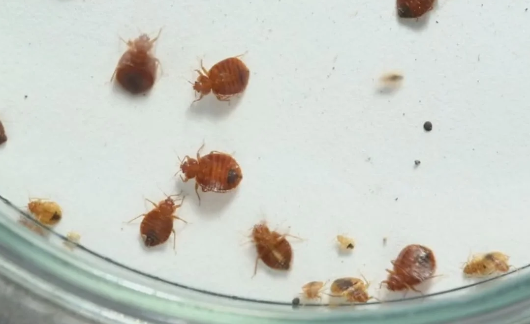 Invasion de punaises de lit à Paris : "Totalement bouffée", à 76 ans, cette actrice culte vit un cauchemar 3 Invasion de punaises de lit à Paris : "Totalement bouffée", à 76 ans, cette actrice culte vit un cauchemar Capture decran 2025 11 12 165513