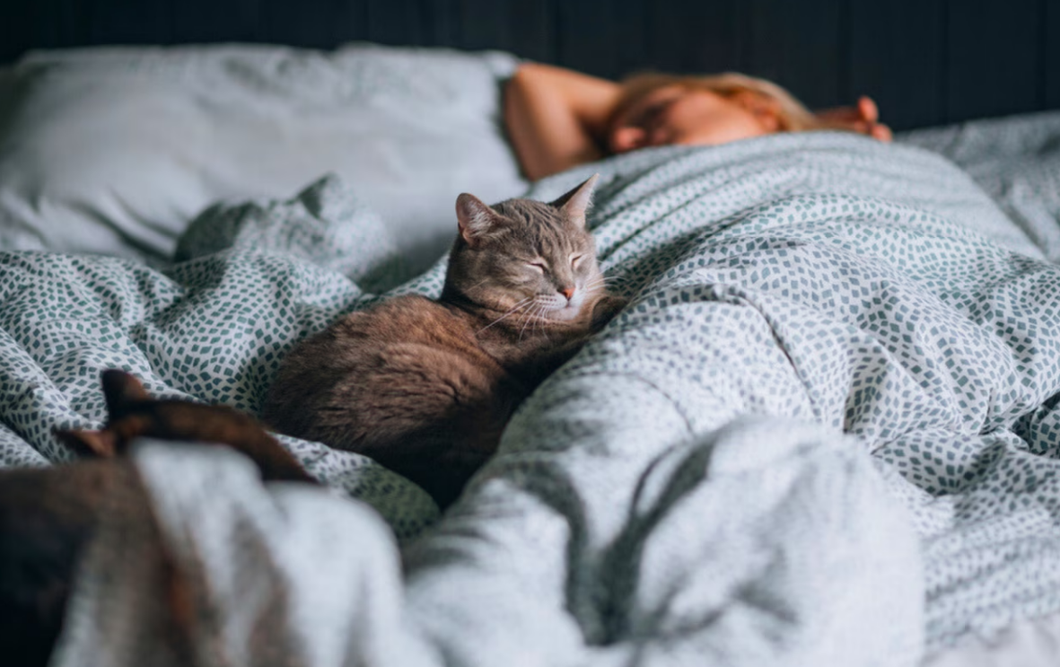 Vous pensez que votre chat dort sur vous par amour ? Détrompez-vous 3 Vous pensez que votre chat dort sur vous par amour ? Détrompez-vous Capture decran 2025 11 13 161401