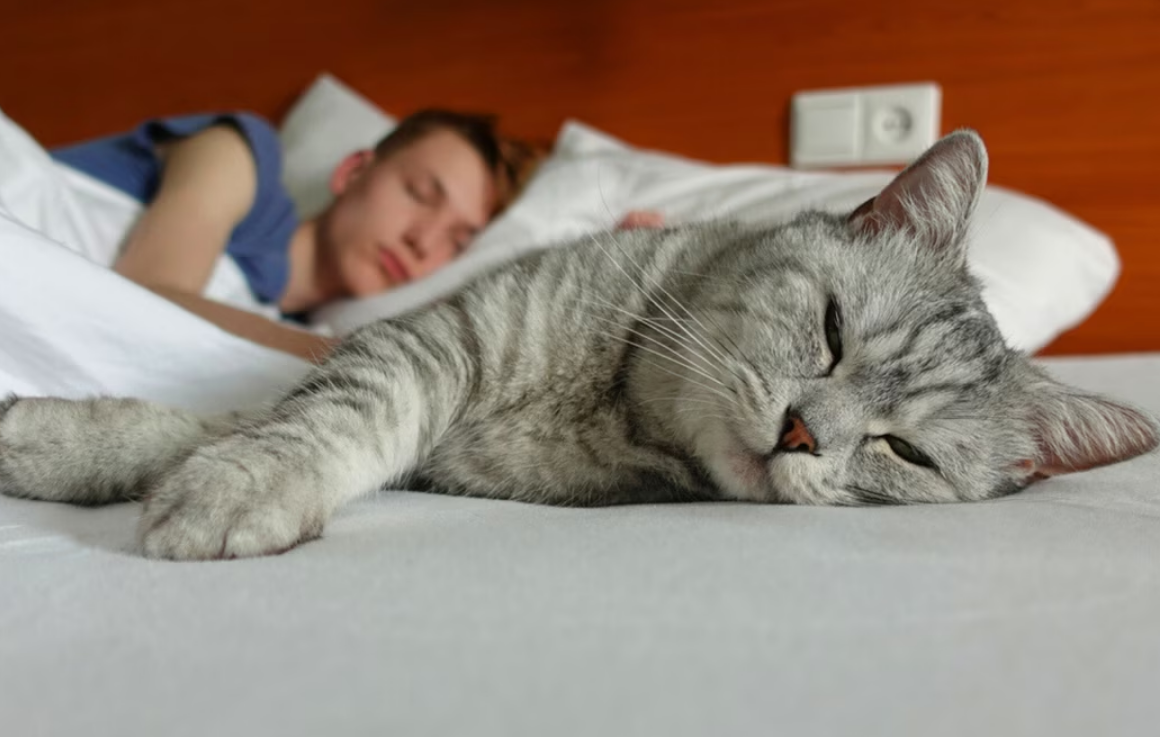 Vous pensez que votre chat dort sur vous par amour ? Détrompez-vous 2 Vous pensez que votre chat dort sur vous par amour ? Détrompez-vous Capture decran 2025 11 13 161411