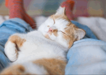 Vous pensez que votre chat dort sur vous par amour ? Détrompez-vous 7 Vous pensez que votre chat dort sur vous par amour ? Détrompez-vous Vous pensez que votre chat dort sur vous par amour ? Détrompez-vous