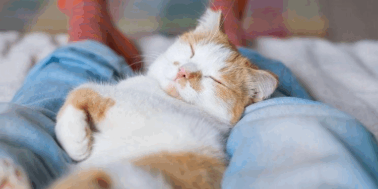 Vous pensez que votre chat dort sur vous par amour ? Détrompez-vous 1 Vous pensez que votre chat dort sur vous par amour ? Détrompez-vous Capture decran 2025 11 13 161415