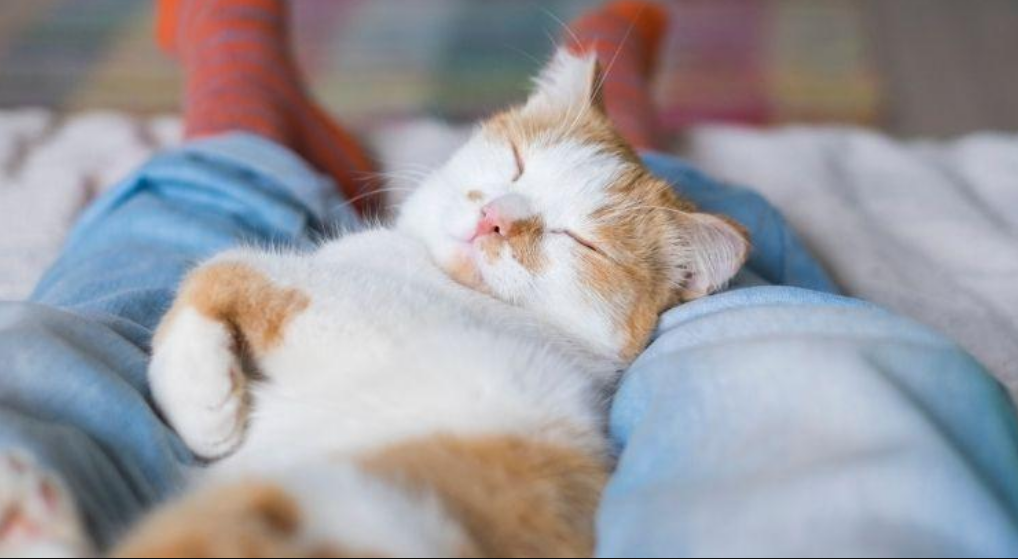 Vous pensez que votre chat dort sur vous par amour ? Détrompez-vous