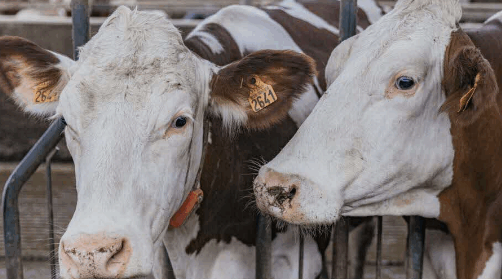 Dermatose nodulaire : un éleveur raconte l’épreuve vécue lors de l’abattage forcé de ses vaches…