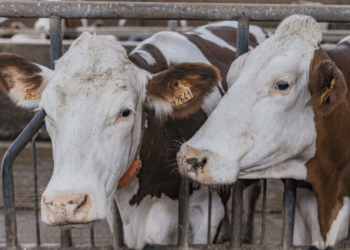 Dermatose nodulaire : un éleveur raconte l’épreuve vécue lors de l’abattage forcé de ses vaches…