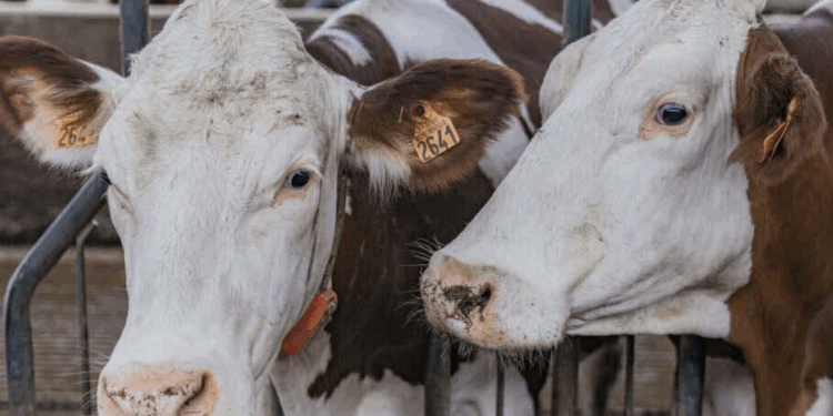 Dermatose nodulaire : un éleveur raconte l’épreuve vécue lors de l’abattage forcé de ses vaches… 1 Dermatose nodulaire : un éleveur raconte l’épreuve vécue lors de l’abattage forcé de ses vaches… Capture decran 2025 11 14 211044