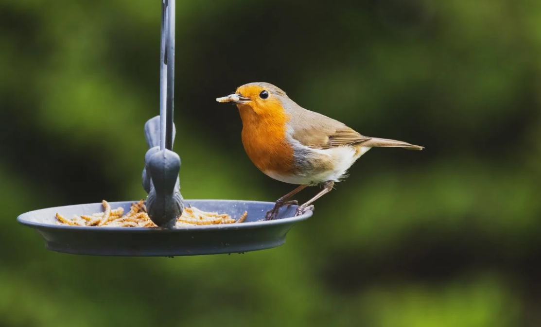 En novembre, aidez les rouges-gorges à survivre à l’hiver avec cet aliment pas cher (ils en raffolent !) 5 En novembre, aidez les rouges-gorges à survivre à l’hiver avec cet aliment pas cher (ils en raffolent !) Capture decran 2025 11 17 093944