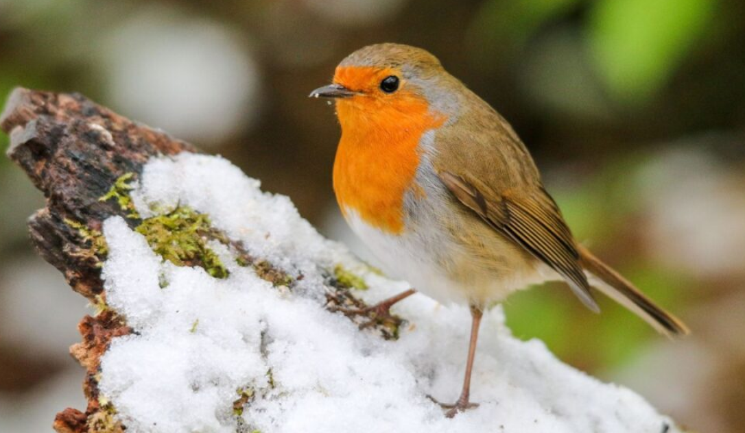 En novembre, aidez les rouges-gorges à survivre à l’hiver avec cet aliment pas cher (ils en raffolent !) 2 En novembre, aidez les rouges-gorges à survivre à l’hiver avec cet aliment pas cher (ils en raffolent !) Capture decran 2025 11 17 094008