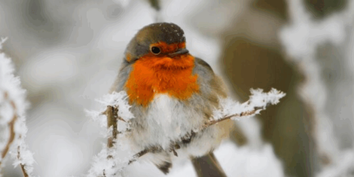 En novembre, aidez les rouges-gorges à survivre à l’hiver avec cet aliment pas cher (ils en raffolent !) 5 En novembre, aidez les rouges-gorges à survivre à l’hiver avec cet aliment pas cher (ils en raffolent !) En novembre, aidez les rouges-gorges à survivre à l’hiver avec cet aliment pas cher (ils en raffolent !)
