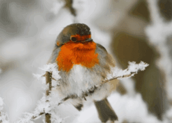En novembre, aidez les rouges-gorges à survivre à l’hiver avec cet aliment pas cher (ils en raffolent !)
