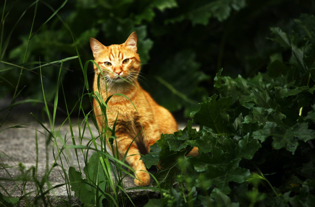 Cauchemar en cuisine : un restaurant fermé après un scandale animalier, il servait des chats par centaines 3 Cauchemar en cuisine : un restaurant fermé après un scandale animalier, il servait des chats par centaines Capture decran 2025 11 18 084328