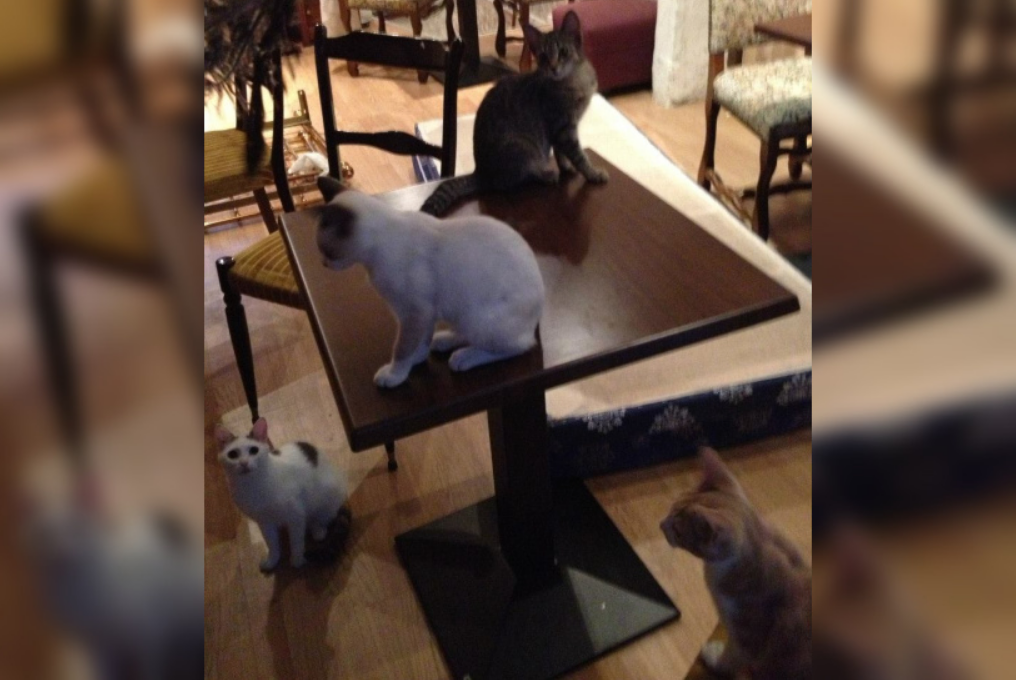 Cauchemar en cuisine : un restaurant fermé après un scandale animalier, il servait des chats par centaines 4 Cauchemar en cuisine : un restaurant fermé après un scandale animalier, il servait des chats par centaines Capture decran 2025 11 18 084341