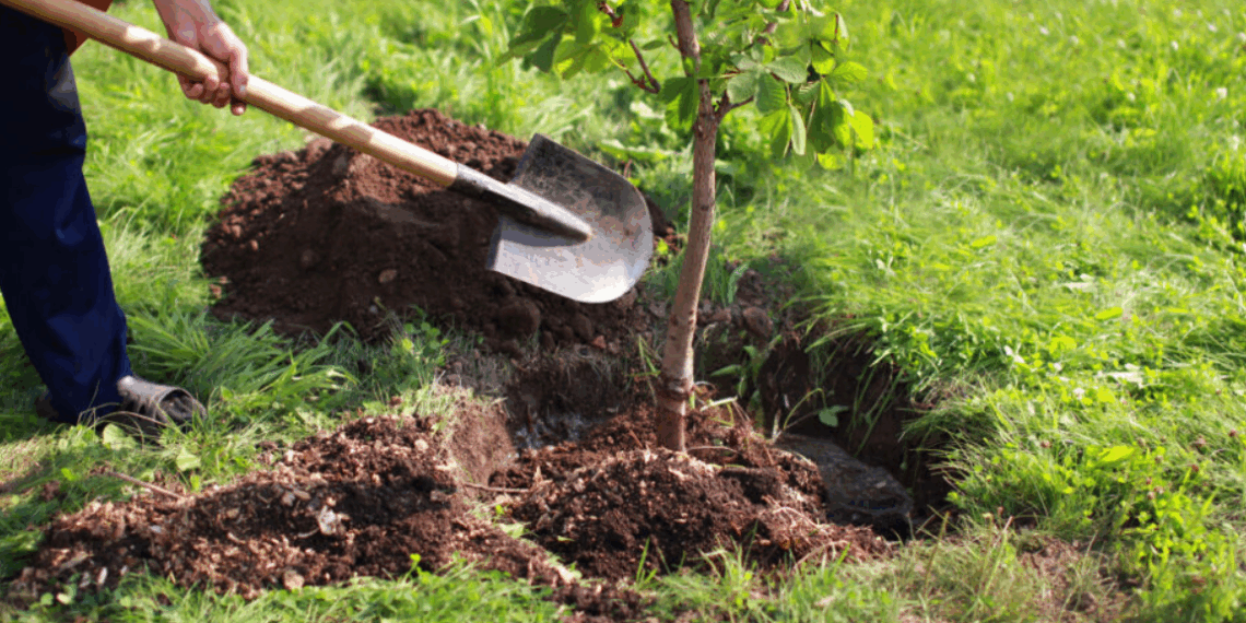 Jardin : cet arbre qu’il ne faut surtout pas planter attire les pires problèmes, selon les experts