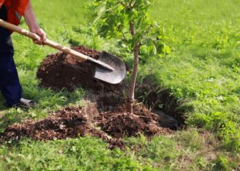 Jardin : cet arbre qu’il ne faut surtout pas planter attire les pires problèmes, selon les experts 4 Jardin : cet arbre qu’il ne faut surtout pas planter attire les pires problèmes, selon les experts Jardin : cet arbre qu’il ne faut surtout pas planter attire les pires problèmes, selon les experts