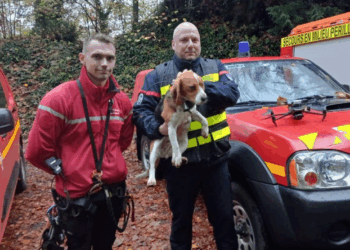 Eure : un chien suspendu au bord d’une falaise sauvé in extremis par les pompiers 2 Eure : un chien suspendu au bord d’une falaise sauvé in extremis par les pompiers Eure : un chien suspendu au bord d’une falaise sauvé in extremis par les pompiers