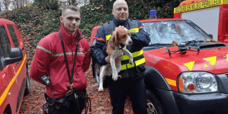 Eure : un chien suspendu au bord d’une falaise sauvé in extremis par les pompiers 1 Eure : un chien suspendu au bord d’une falaise sauvé in extremis par les pompiers Capture decran 2025 11 20 163626