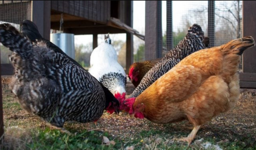 Capture decran 2025 11 28 131206