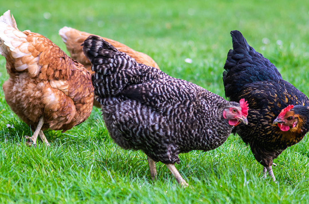 Capture decran 2025 11 28 131217