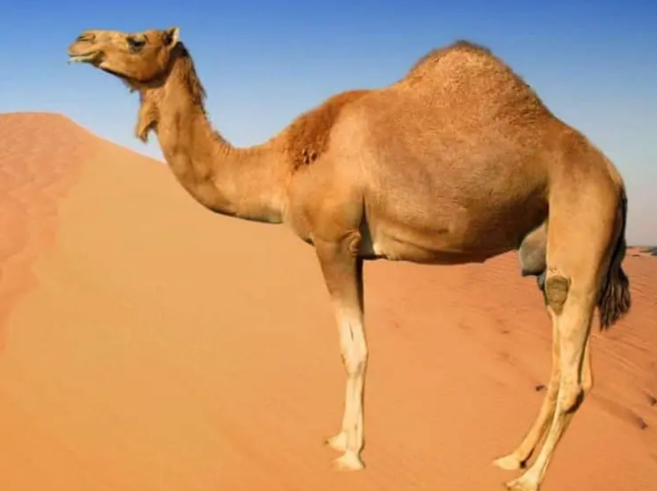 Vous voyez d’abord une tortue ou un chameau ? Voici ce que cela dit sur votre cerveau 4 Vous voyez d’abord une tortue ou un chameau ? Voici ce que cela dit sur votre cerveau Capture decran 2025 12 10 221228