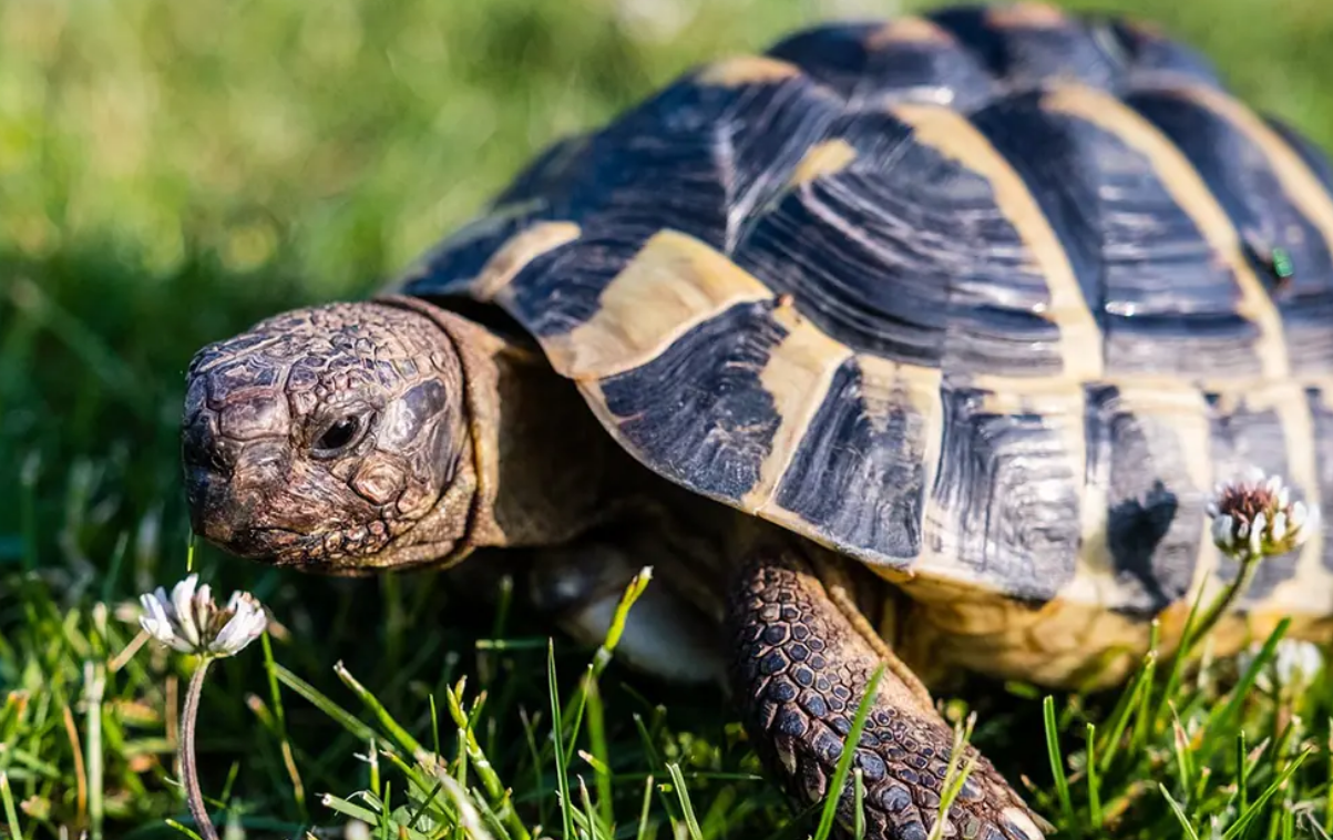 Vous voyez d’abord une tortue ou un chameau ? Voici ce que cela dit sur votre cerveau 3 Vous voyez d’abord une tortue ou un chameau ? Voici ce que cela dit sur votre cerveau Capture decran 2025 12 10 221234