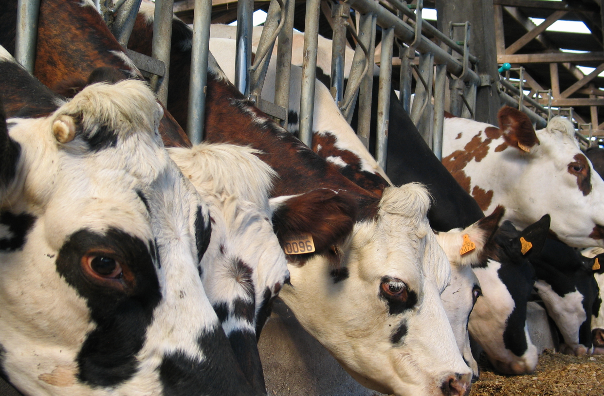 Un jeune agriculteur et ses 16 vaches retrouvés sans vie: la cause du décès va vous briser le coeur… 2 Un jeune agriculteur et ses 16 vaches retrouvés sans vie: la cause du décès va vous briser le coeur… Capture decran 2025 12 23 190832