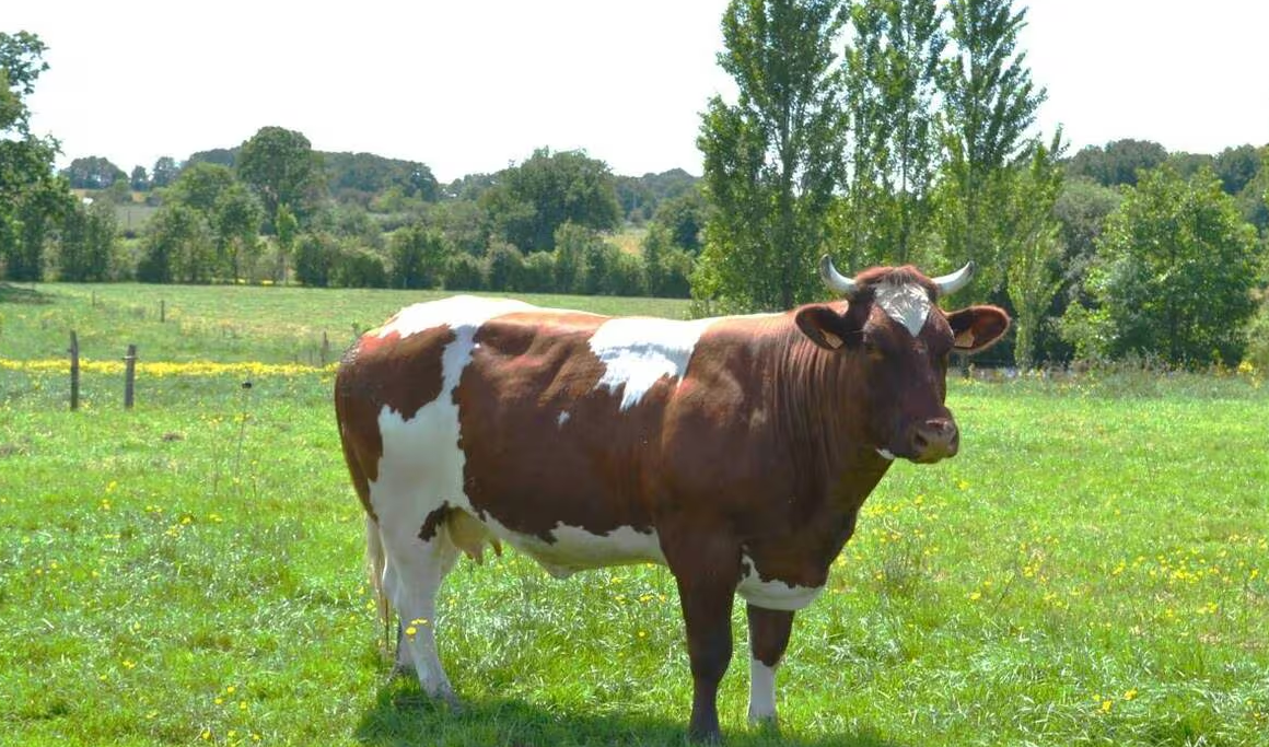 Capture decran 2025 12 23 190836