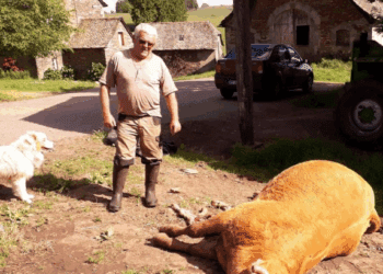 Un jeune agriculteur et ses 16 vaches retrouvés sans vie: la cause du décès va vous briser le coeur…