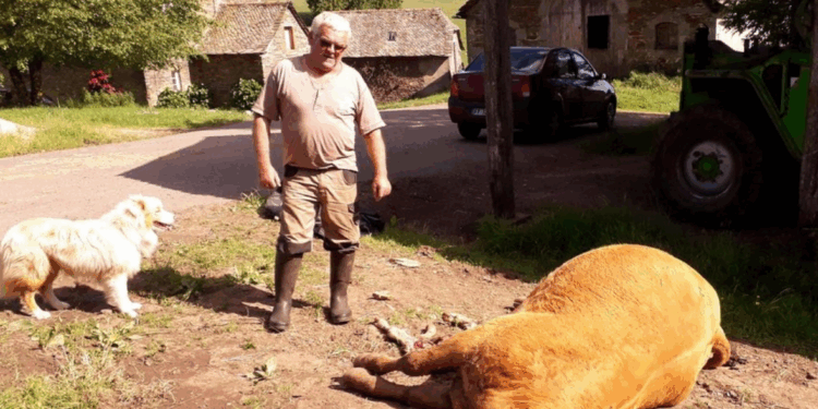 Un jeune agriculteur et ses 16 vaches retrouvés sans vie: la cause du décès va vous briser le coeur… 1 Un jeune agriculteur et ses 16 vaches retrouvés sans vie: la cause du décès va vous briser le coeur… Capture decran 2025 12 23 190841