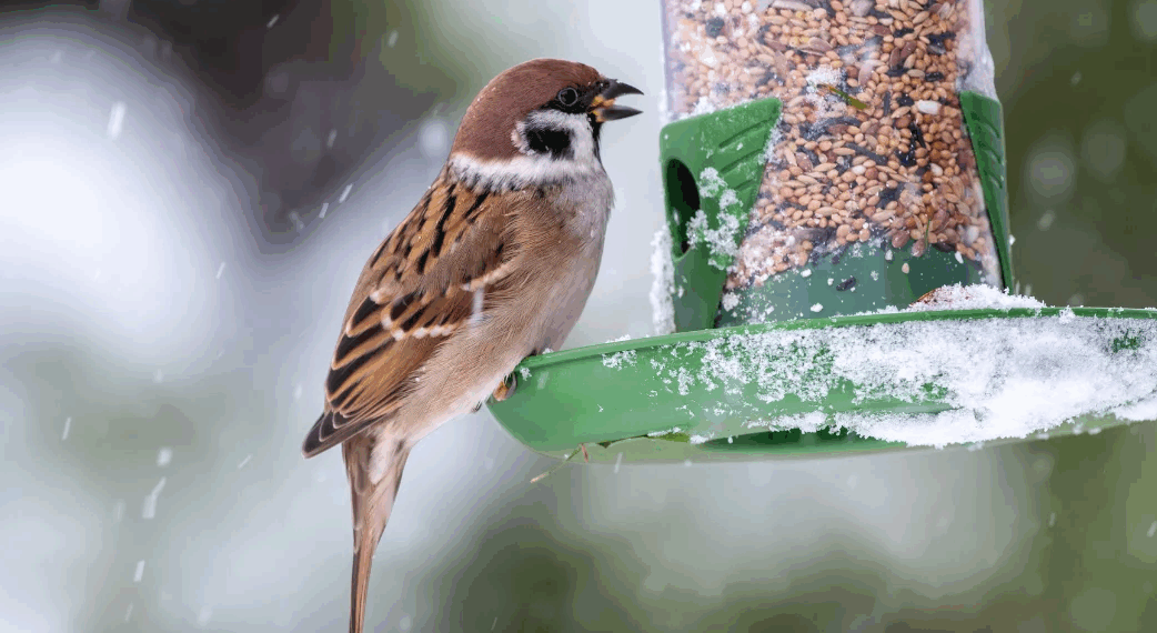 Nourrir les oiseaux cet hiver : cette habitude attendrissante peut désormais vous coûter jusqu'à 450 € 4 Nourrir les oiseaux cet hiver : cette habitude attendrissante peut désormais vous coûter jusqu'à 450 € Nourrir les oiseaux cet hiver : cette habitude attendrissante peut désormais vous coûter jusqu’à 450 €