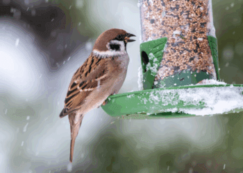 Nourrir les oiseaux cet hiver : cette habitude attendrissante peut désormais vous coûter jusqu&rsquo;à 450 €