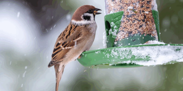 Capture decran 2025 12 29 112608