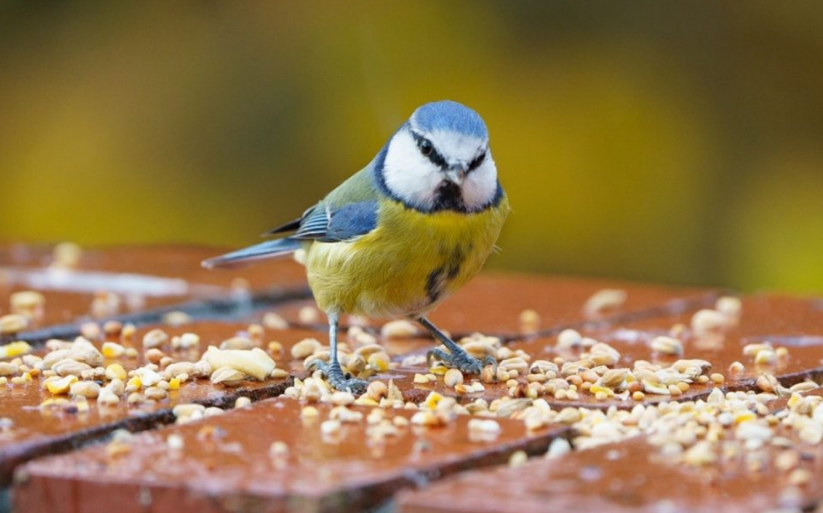 Capture decran 2025 12 29 112616