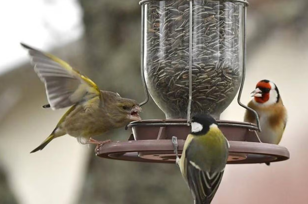 Capture decran 2025 12 29 112622