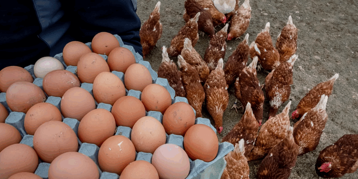 Pénurie d&rsquo;oeufs dans les supermarchés « à cause les musulmans » ? « Finalement », la vraie raison révélée