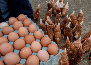 Pénurie d&rsquo;oeufs dans les supermarchés « à cause les musulmans » ? « Finalement », la vraie raison révélée