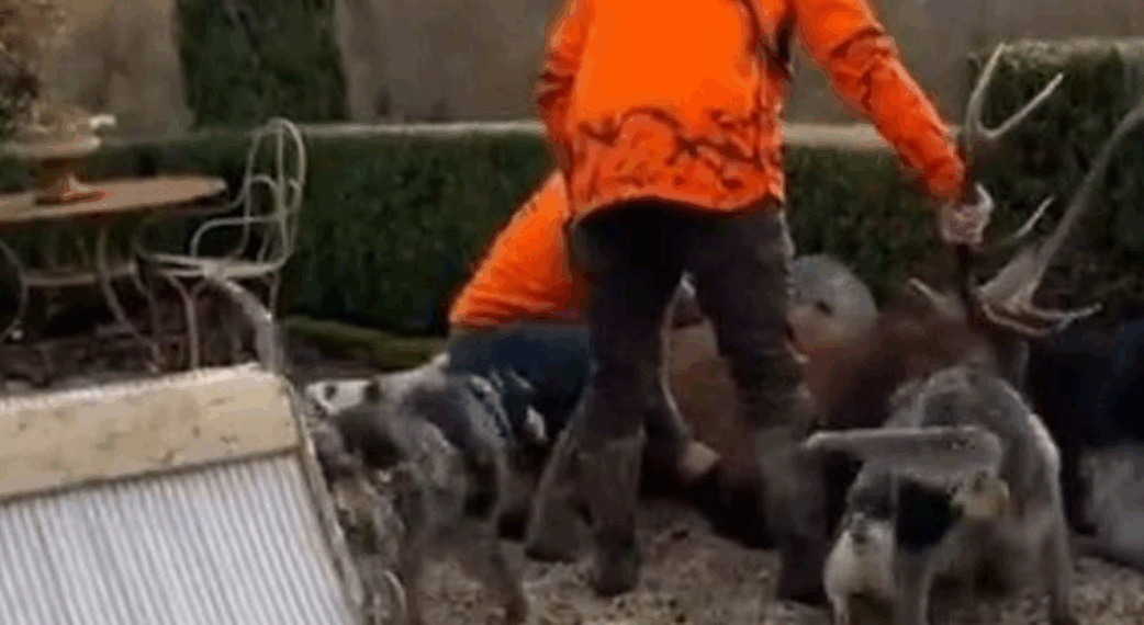 Deux chasseurs condamnés après avoir s&rsquo;être pris à un cerf sur la propriété de Luc Besson