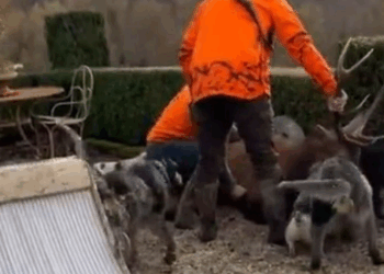 Deux chasseurs condamnés après avoir s&rsquo;être pris à un cerf sur la propriété de Luc Besson