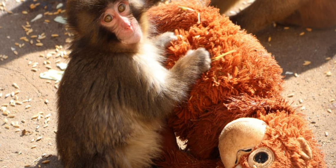 Un bébé singe rejeté par sa mère s&rsquo;attache à une peluche IKEA: la marque en fait une publicité