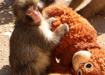 Un bébé singe rejeté par sa mère s&rsquo;attache à une peluche IKEA: la marque en fait une publicité