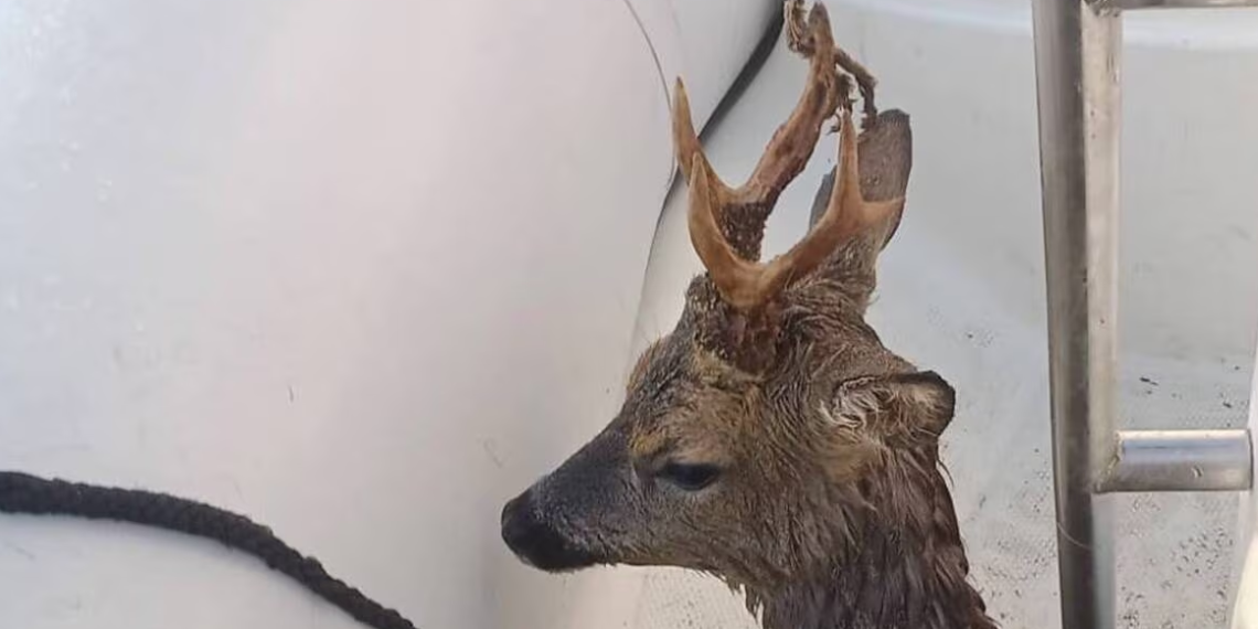 « Il nageait au milieu de nulle part » : un plaisancier repêche un chevreuil en pleine mer au large de Saint-Malo