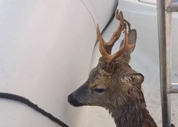 « Il nageait au milieu de nulle part » : un plaisancier repêche un chevreuil en pleine mer au large de Saint-Malo