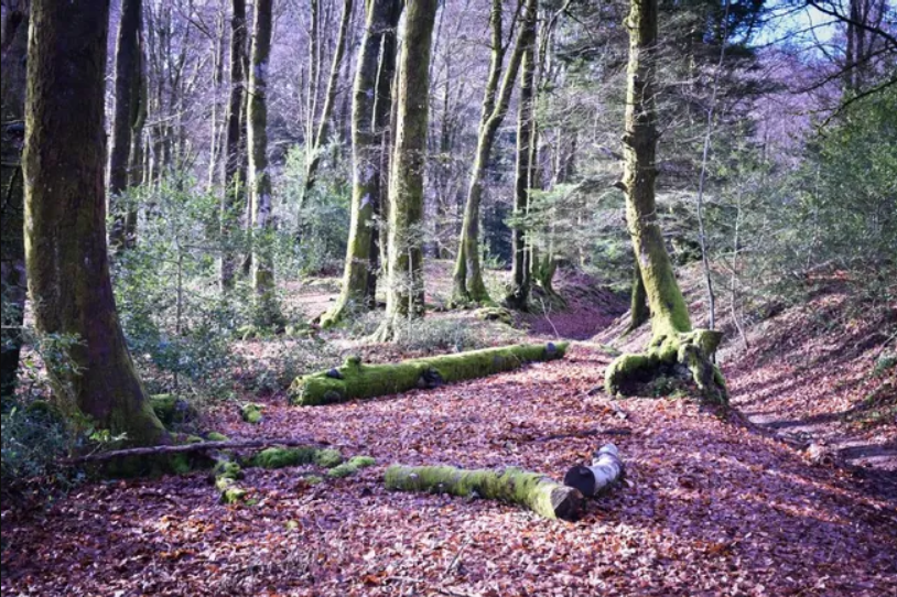 Trois personnes décède lors d'une chasse aux œufs de Pâques 2 Trois personnes décède lors d'une chasse aux œufs de Pâques Capture decran 2026 04 06 122153