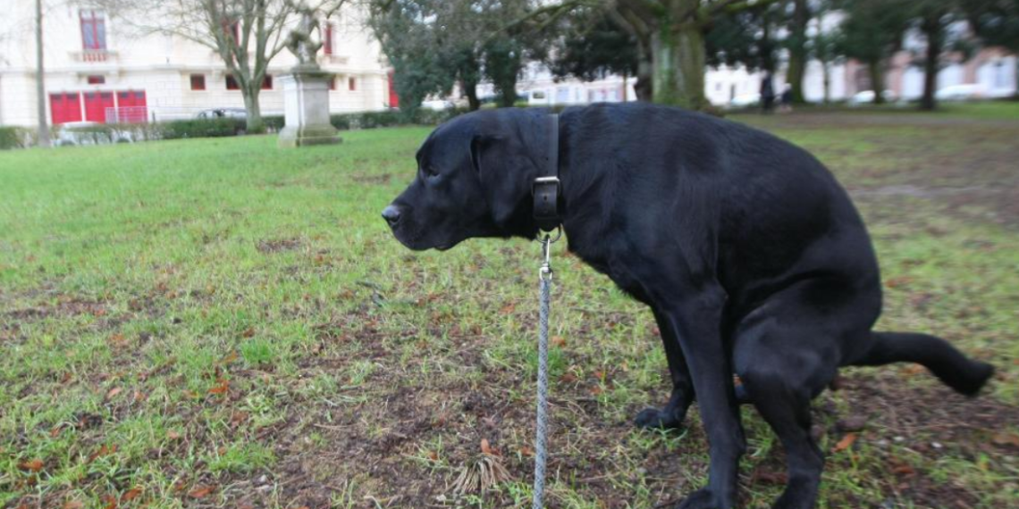 90€ de prime pour dénoncer les crottes de chien de son voisin, cette ville encourage la délation